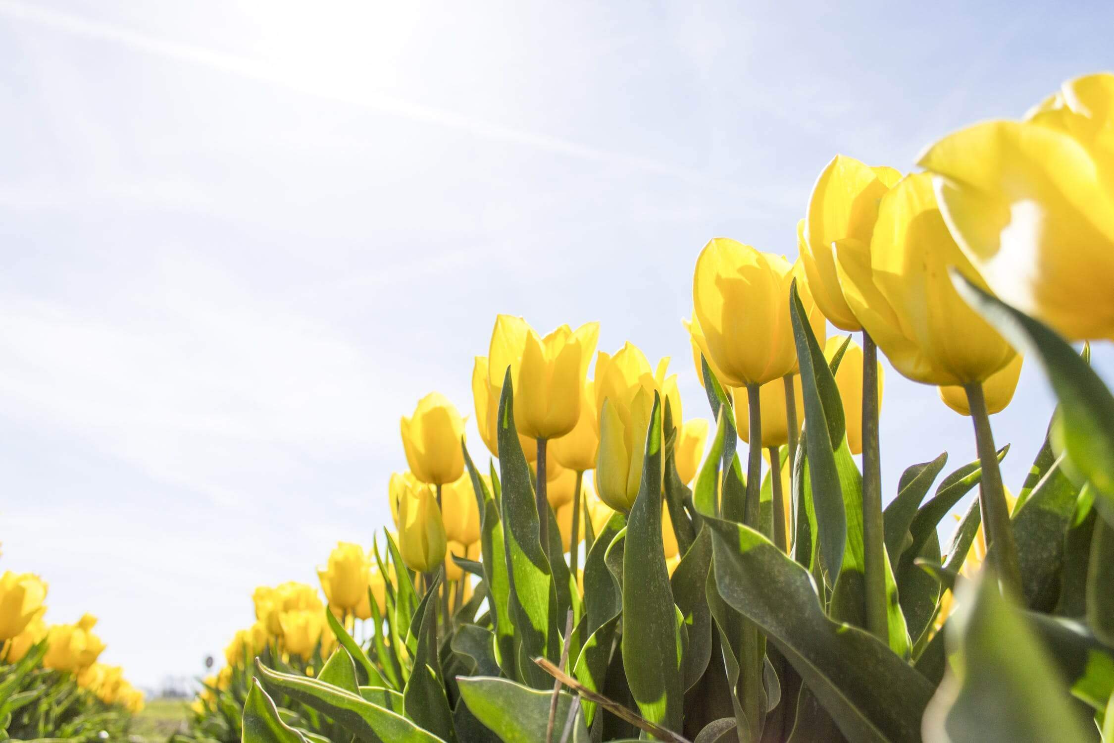 Ayoa | Step into Spring with DropTask