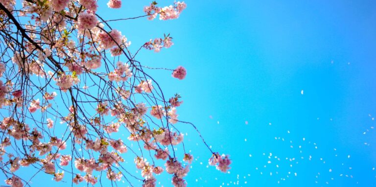 Fight those daily distractions for a successful spring image