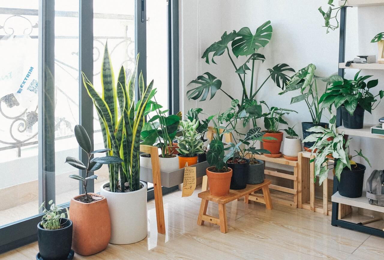 Corner of a home filled with plants